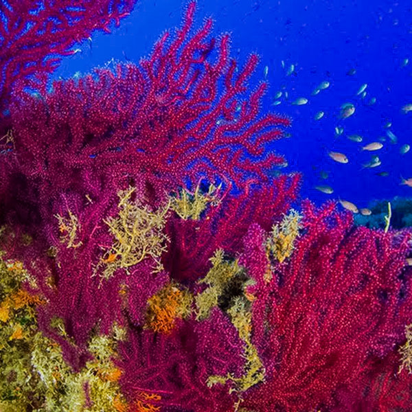 Oceana's Global Effort to Save the Coral Reefs