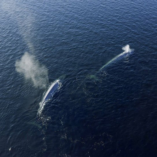 Directing Change to Save the Blue Whale